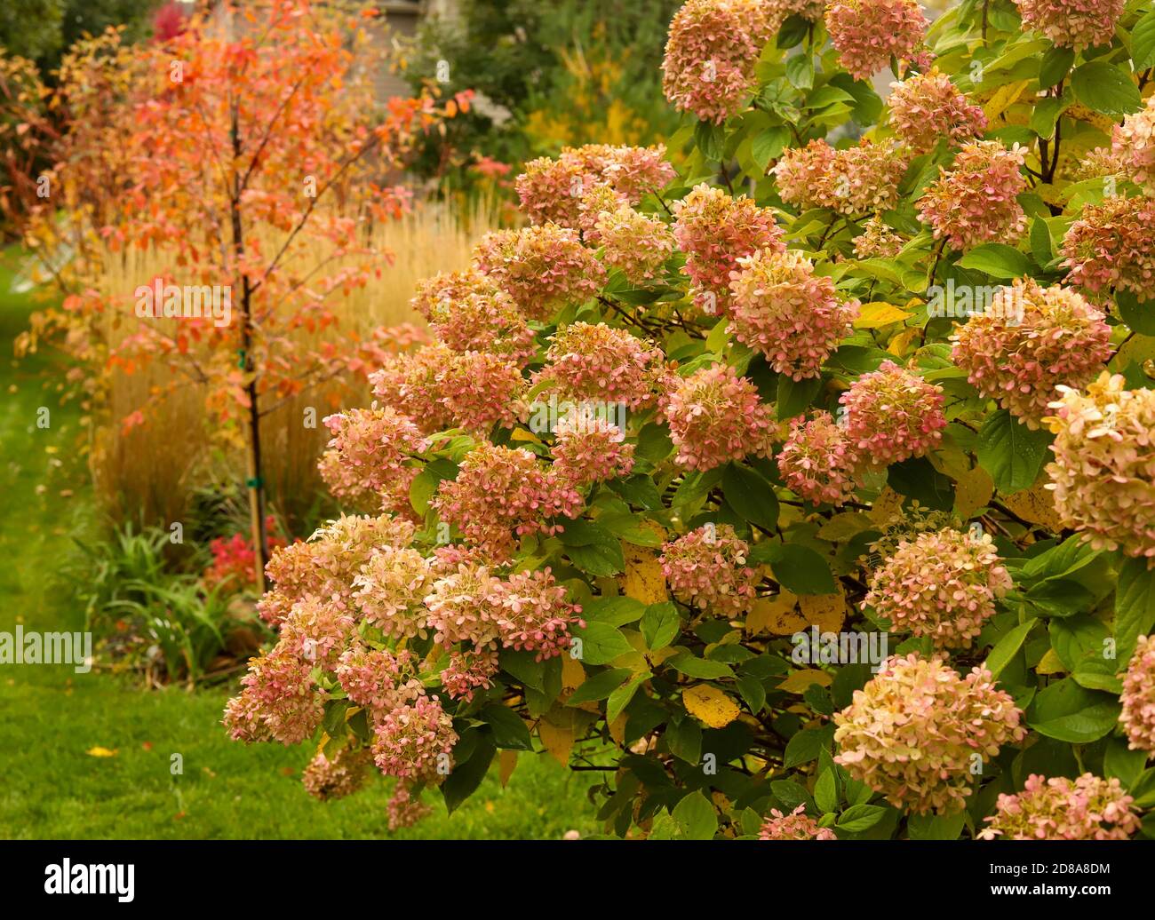 Miscanthus,  Morning Light, Ornamental Grasses and Limelight hydrangeas create a wistful fall escape Stock Photo