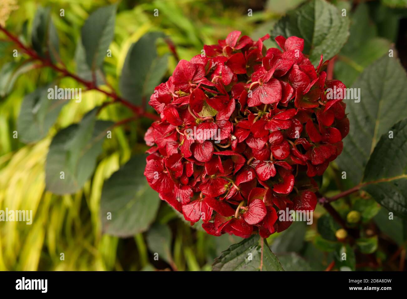 A cherry red Bloomstruck hydrangea transformed by chilly fall nights resting on yellow Japanese hakone grass Stock Photo