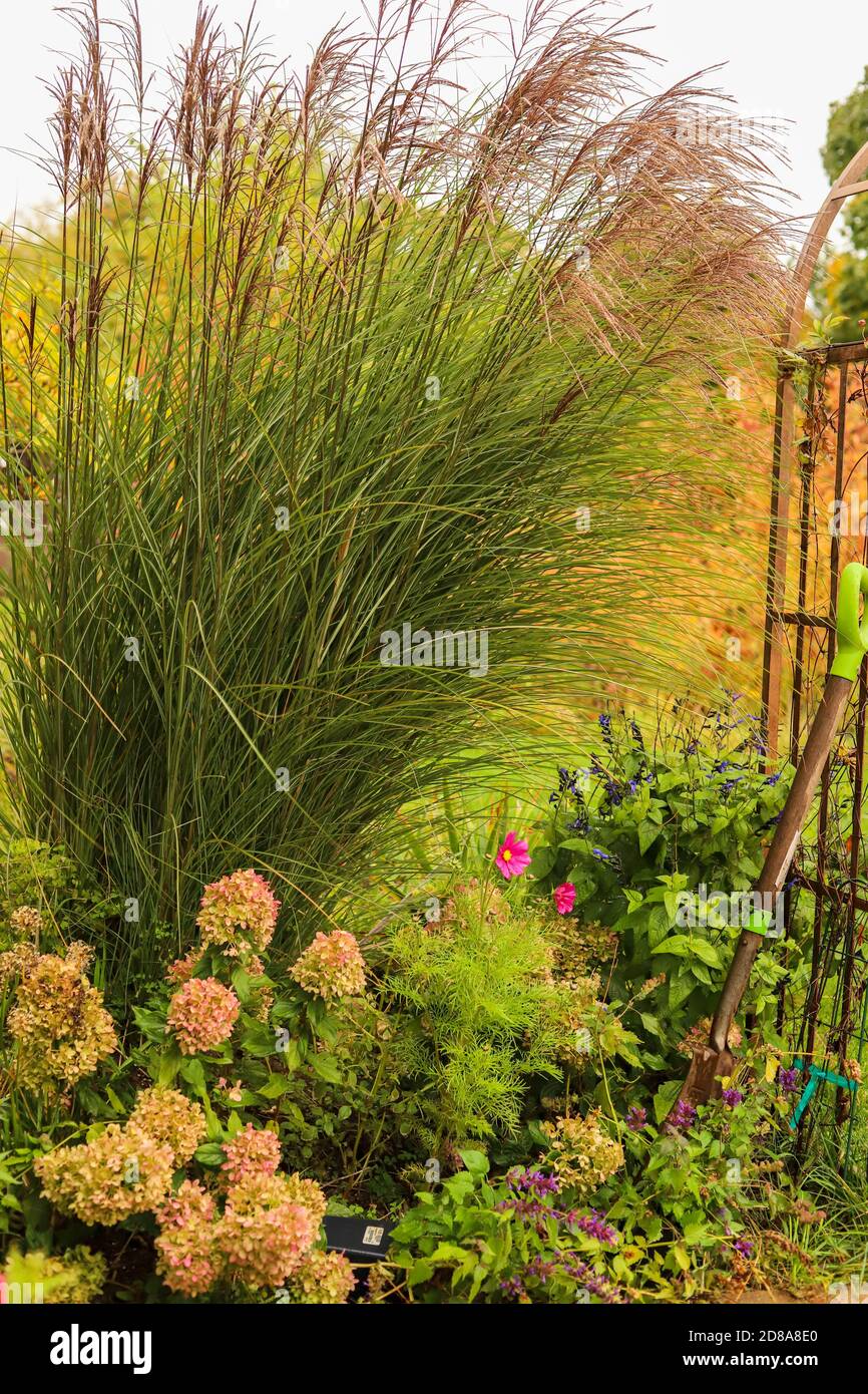 Miscanthus, Morning Light, Ornamental Grasses and Limelight hydrangeas create a wistful fall escape Stock Photo
