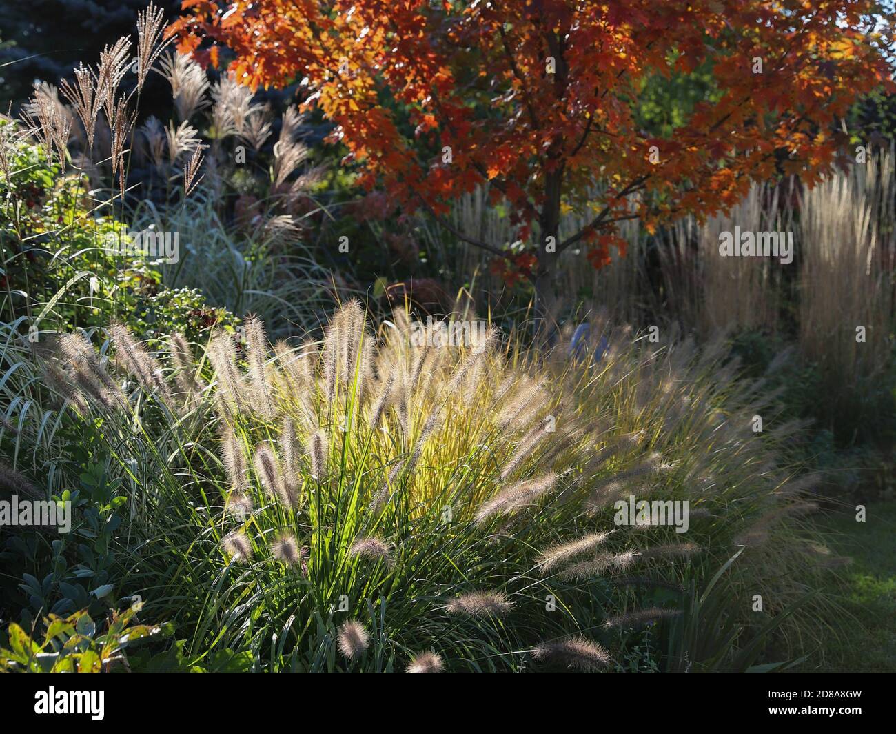 Fountain Grass, Pennisetum alopecuroides, National Arboretum, and reed grass highlighted by the late afternoon sun along with Autumn Blaze Maple. Stock Photo