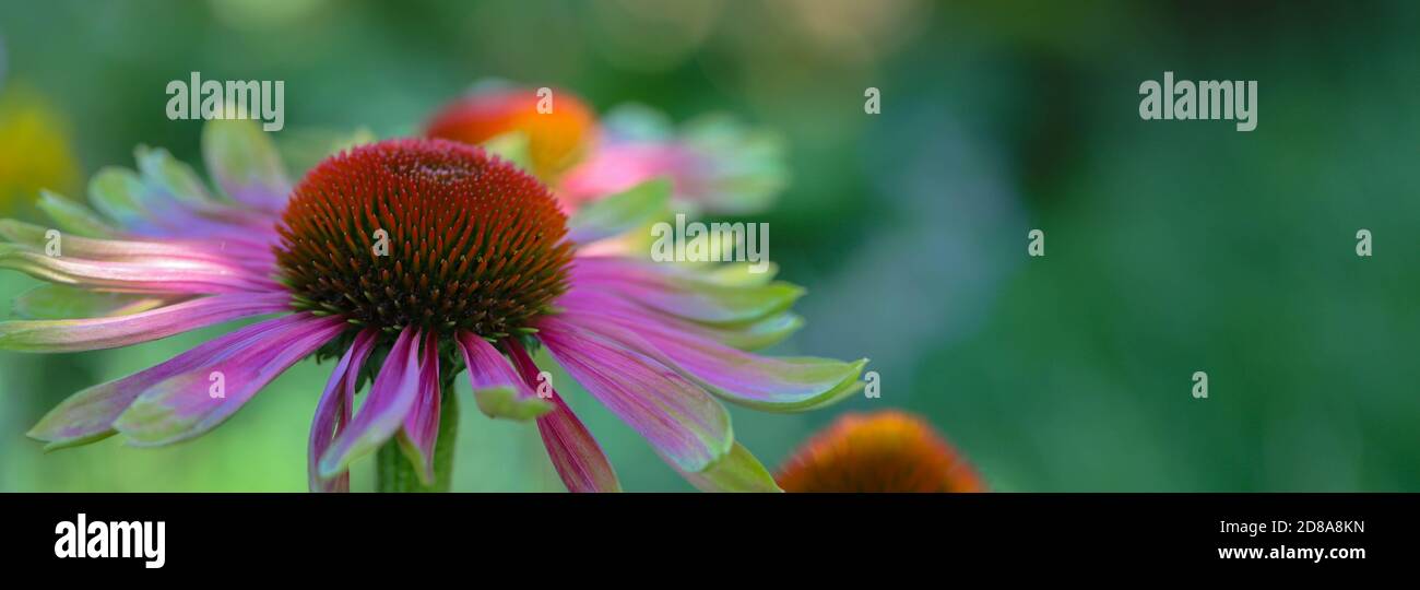 Macro of Green twister echinacea purpurea, coneflowers, light pink leaves tipped with lime green with a beautiful bokeh background. Stock Photo