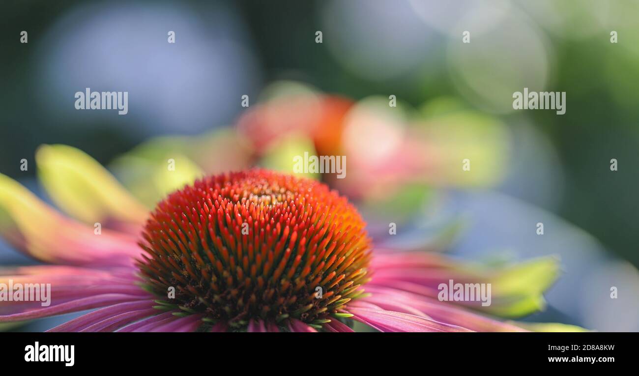 Macro of Green twister echinacea purpurea, coneflowers, light pink leaves tipped with lime green with a beautiful bokeh background. Stock Photo