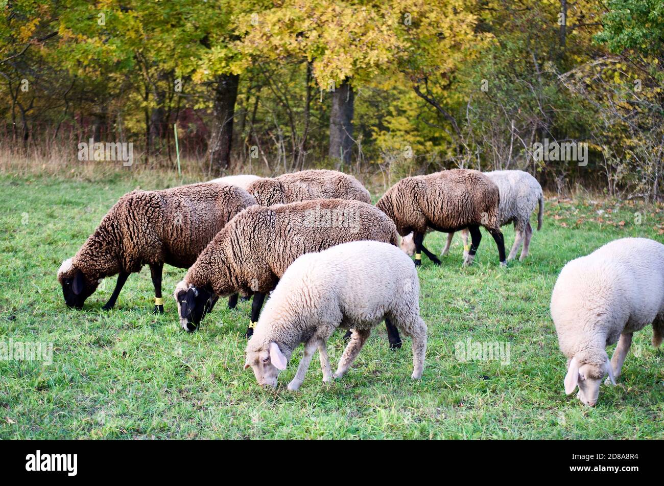 brown and white sheep in a meadow Stock Photo - Alamy