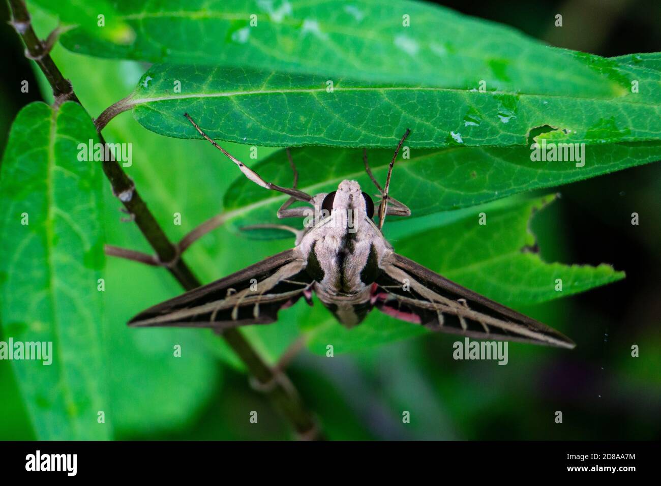 Front view of an adult Banded Sphinx Moth (Eumorpha fasciatus) on