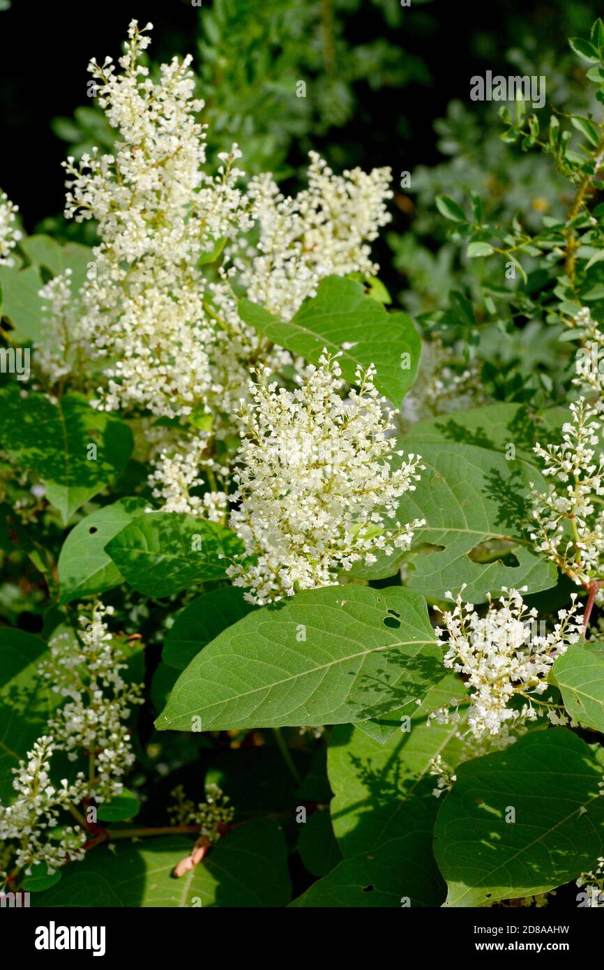 Asian knotweed or Japanese knotweed, Japanischer Staudenknöterich, Fallopia japonica, ártéri japánkeserűfű Stock Photo