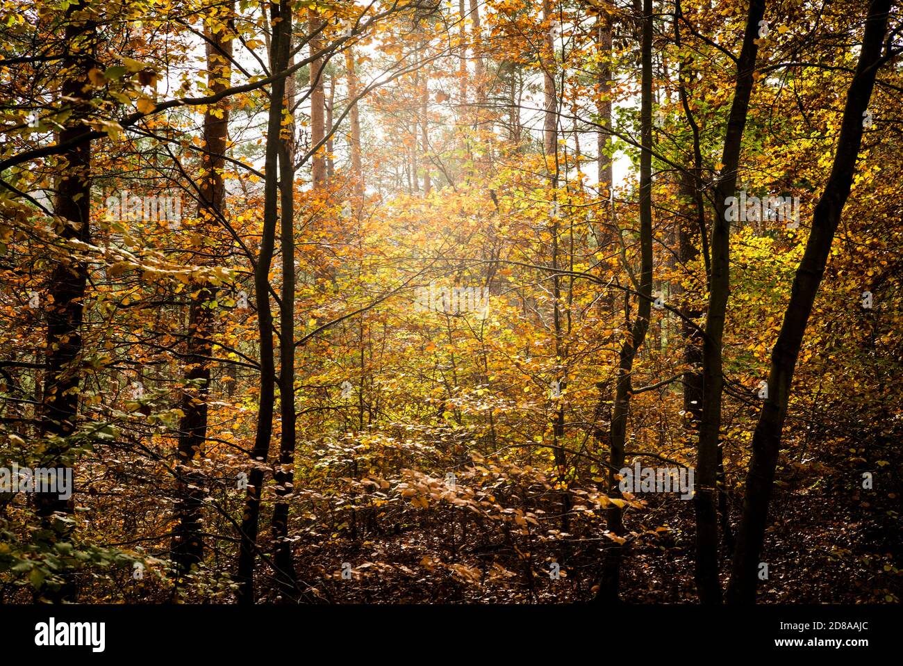 Autumn colours in the Palatinate Forest near Dahn, Germany Stock Photo ...