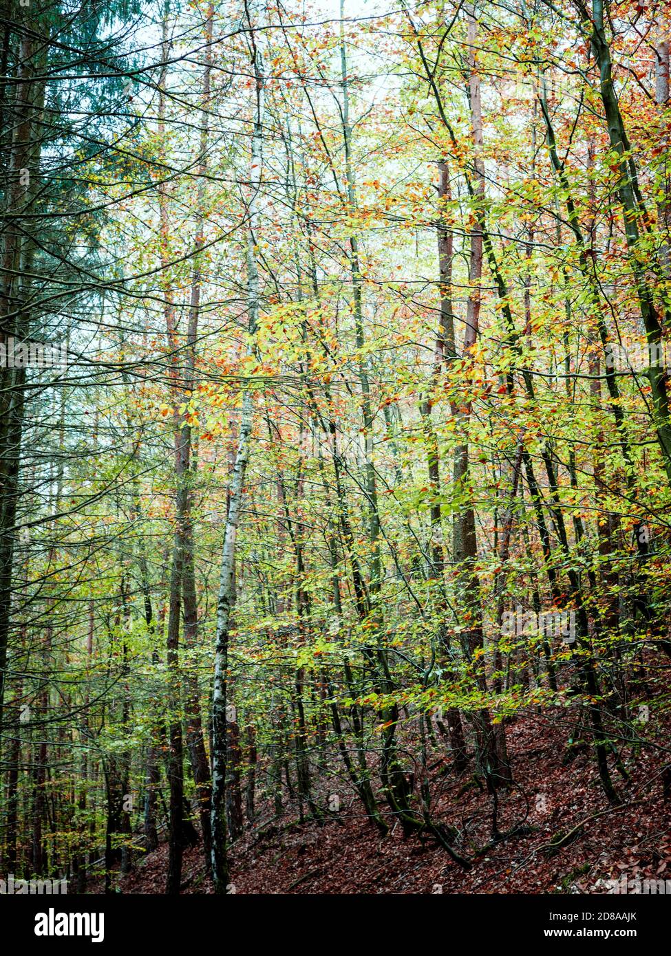 Autumn colours in the Palatinate Forest near Dahn, Germany Stock Photo