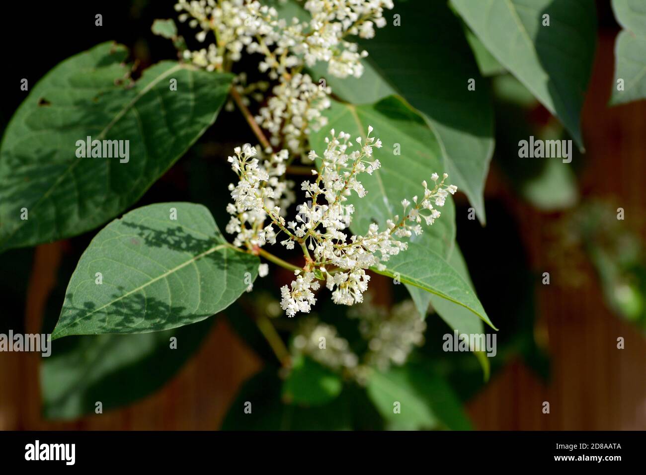 Asian knotweed or Japanese knotweed, Japanischer Staudenknöterich, Fallopia japonica, ártéri japánkeserűfű Stock Photo