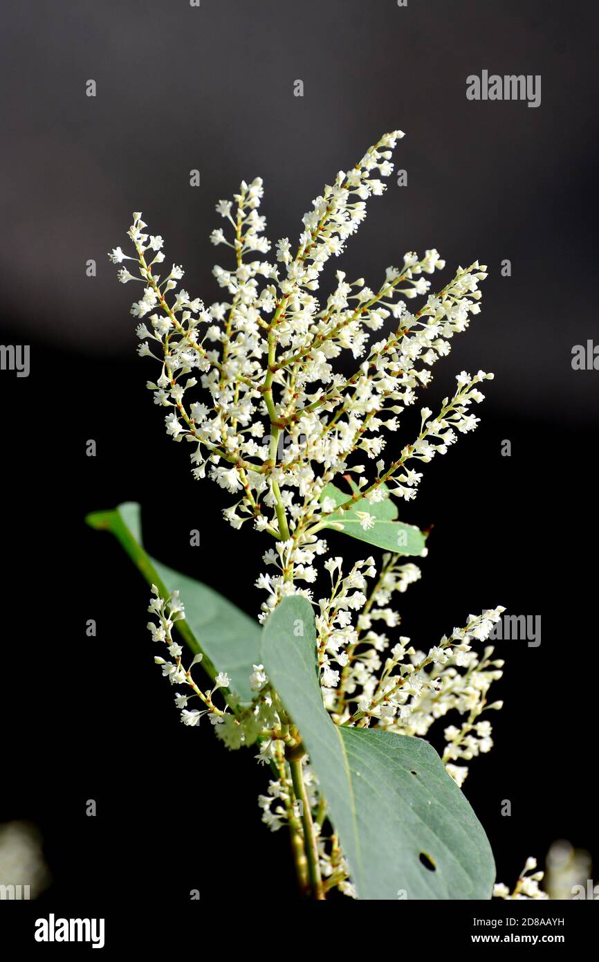 Asian knotweed or Japanese knotweed, Japanischer Staudenknöterich ...