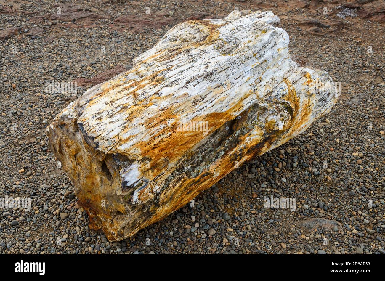 Ginkgo Petrified Forest State Park Stock Photo Alamy