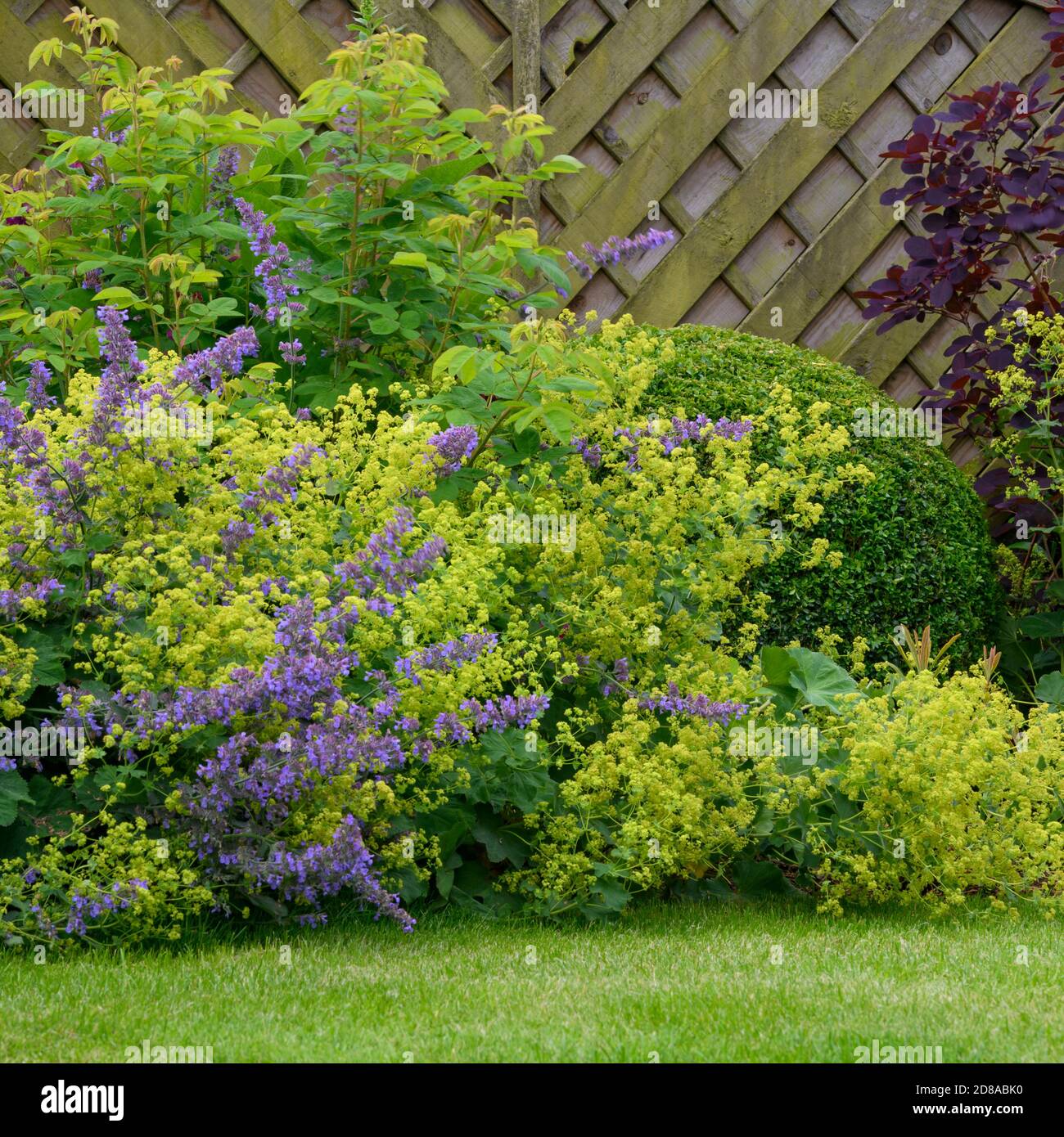 Landscaped private garden close-up (cottage design, summer flowers, mixed border plants, shrubs, colourful foliage, fencing) - Yorkshire, England, UK. Stock Photo