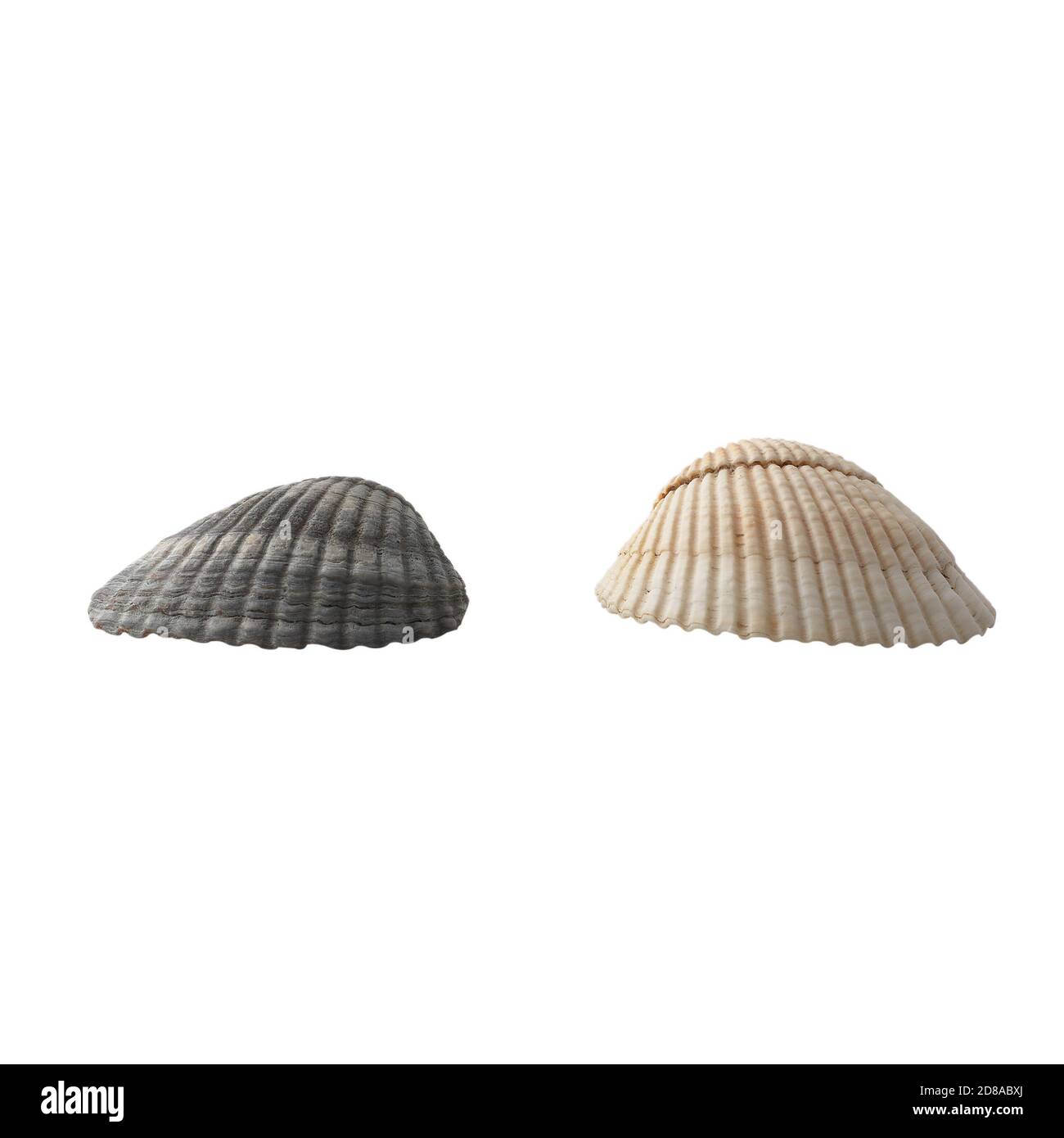 Seashell isolated on white background Stock Photo - Alamy