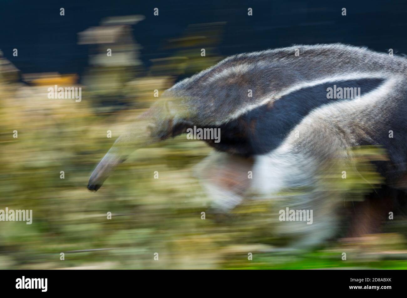 Giant anteater (Myrmecophaga tridactyla Stock Photo Alamy