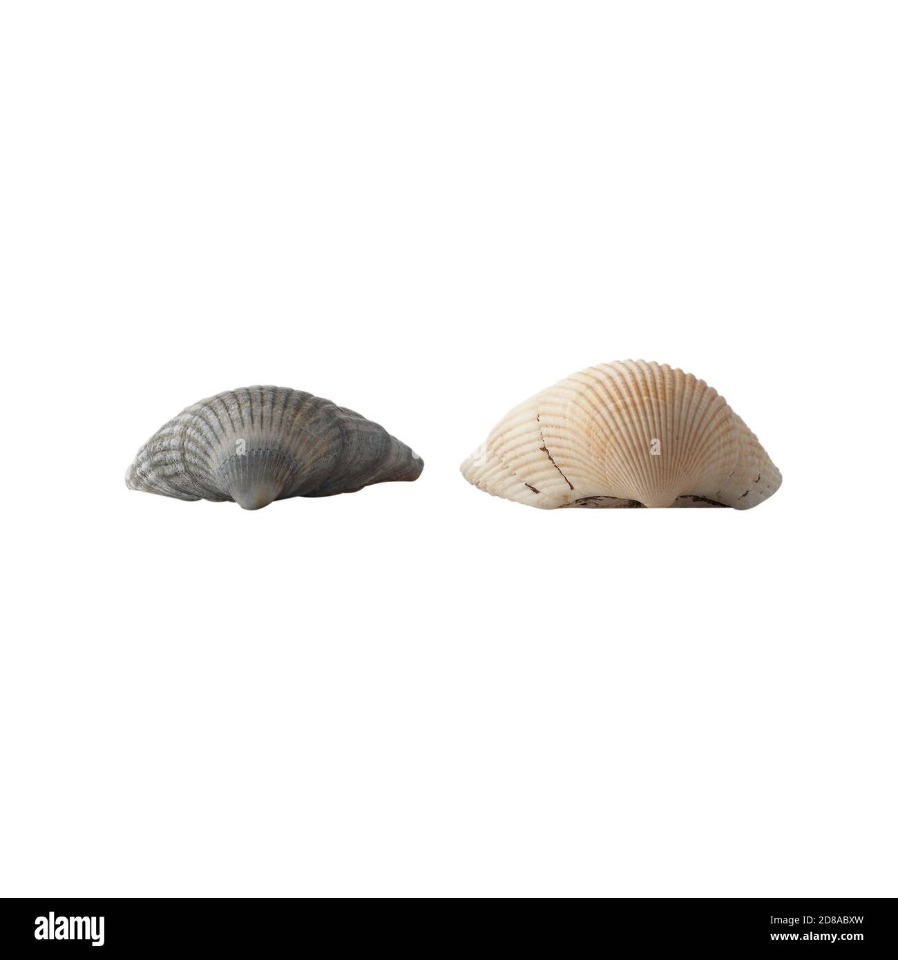 Seashell isolated on white background Stock Photo - Alamy