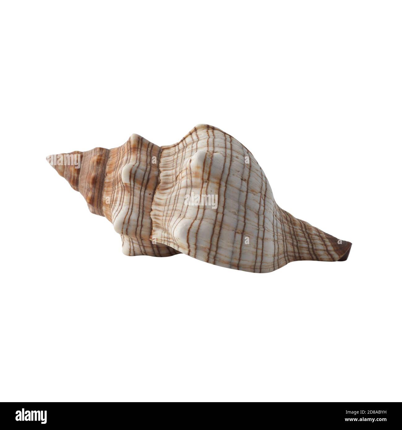 Seashell isolated on white background Stock Photo - Alamy