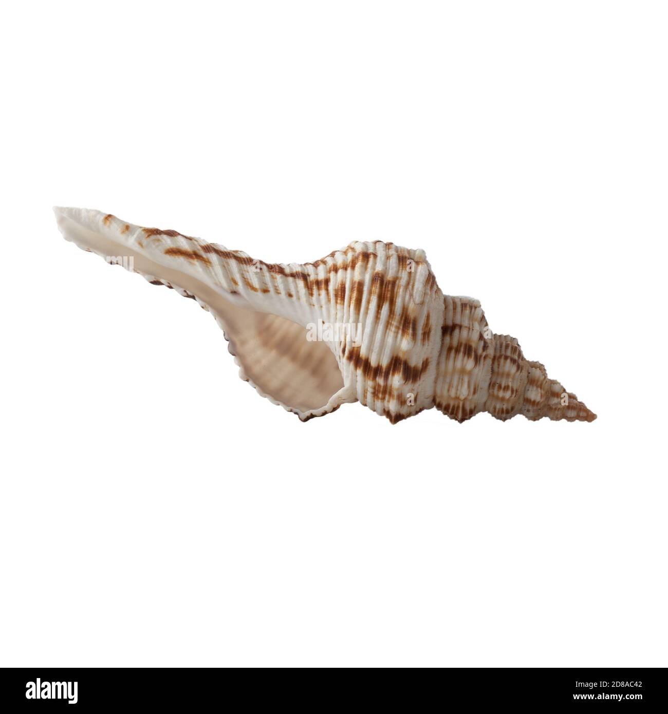 Seashell isolated on white background Stock Photo - Alamy