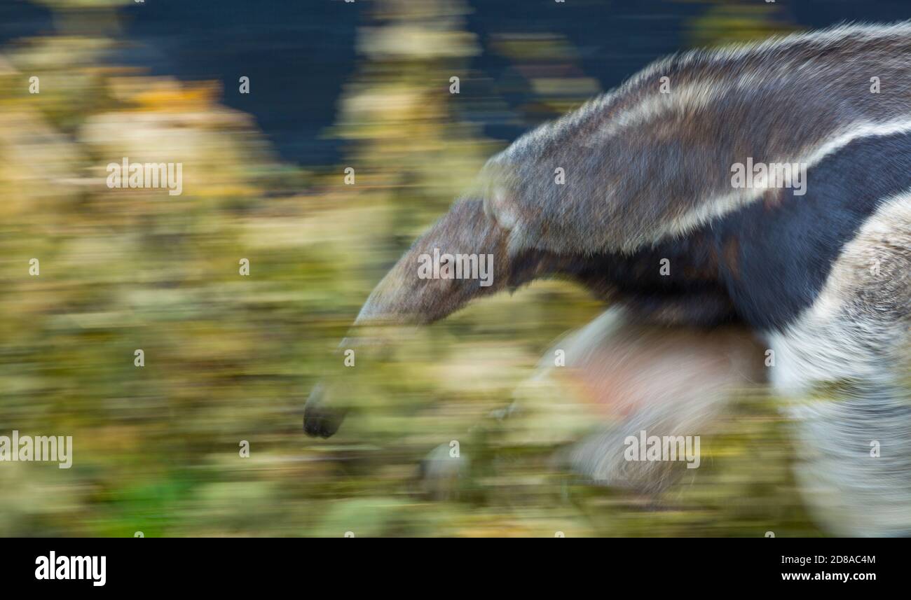 Giant anteater (Myrmecophaga tridactyla Stock Photo Alamy
