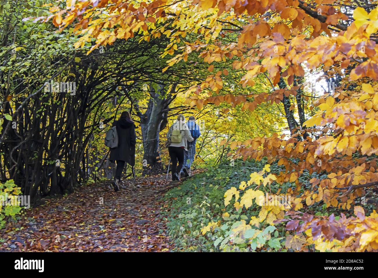 Two women and a man walk on a hiking forest trail colored with autumn leaves, blured motion Stock Photo
