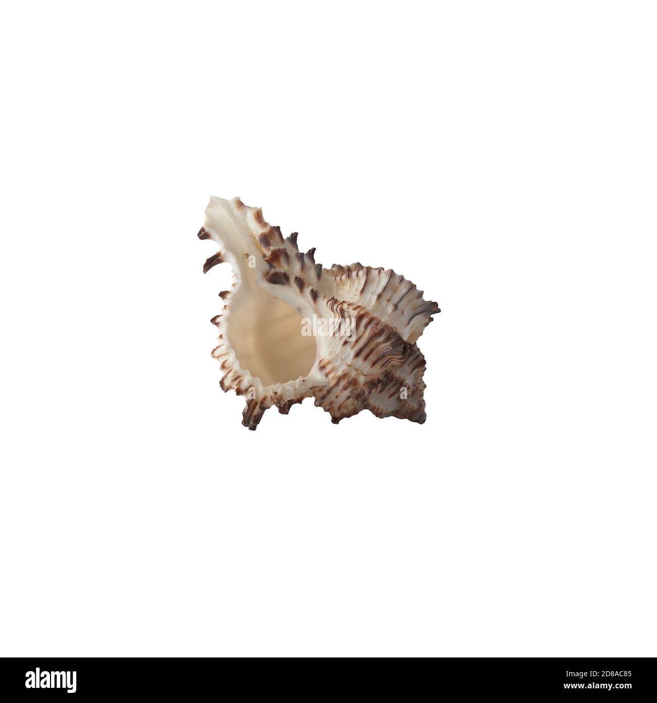 Seashell isolated on white background Stock Photo - Alamy