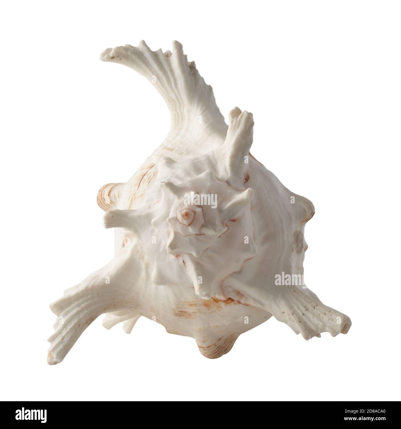 Seashell isolated on white background Stock Photo - Alamy