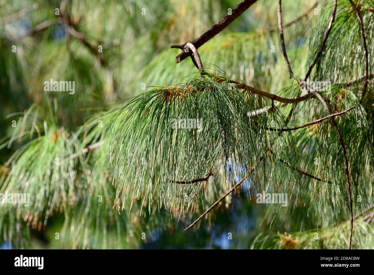 Himalayan Pine Branches Pine Cones Blue Sky Latin Name Pinus Stock Photo by  ©nahhan 596530280