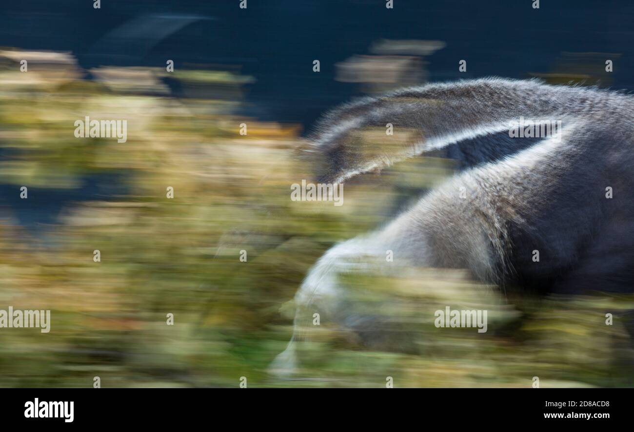 Giant anteater (Myrmecophaga tridactyla Stock Photo Alamy