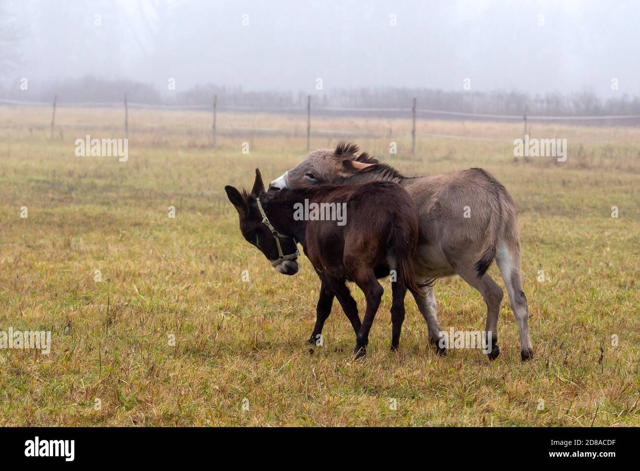 Donkeys play Stock Photo