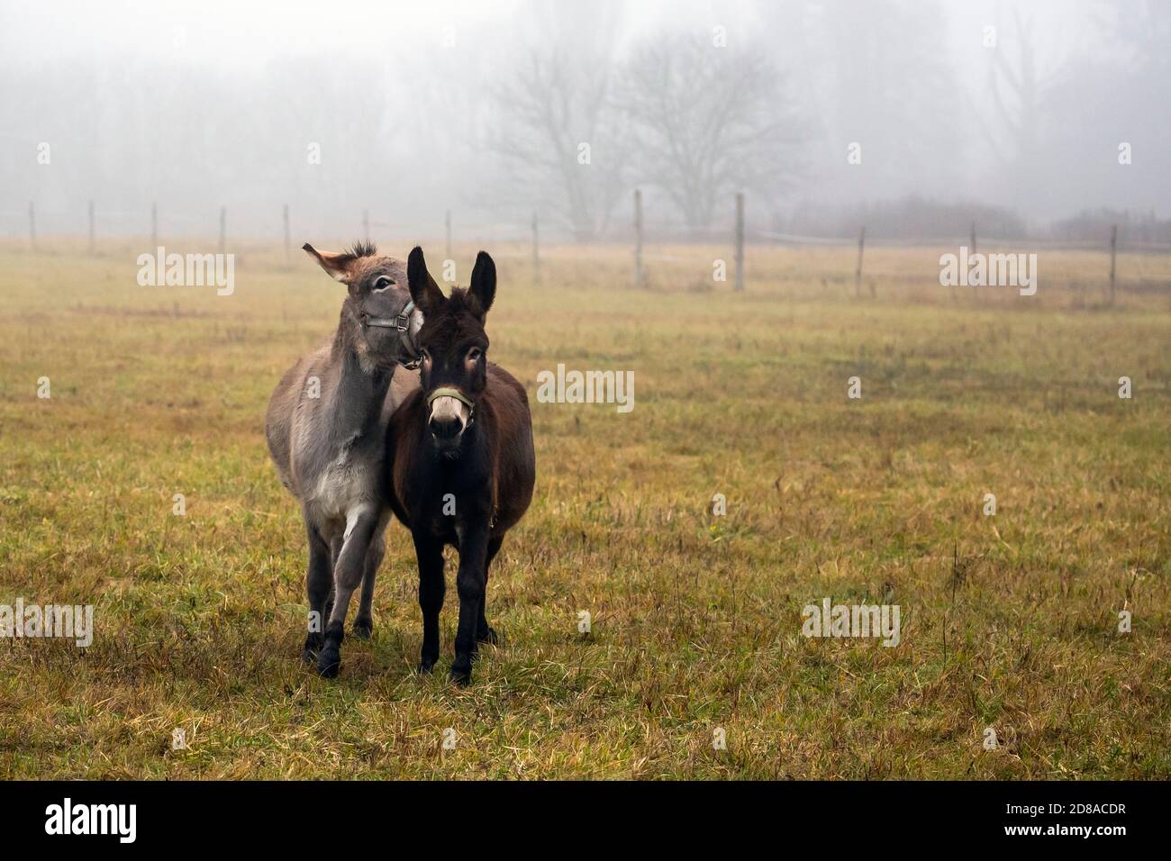 Donkeys play Stock Photo