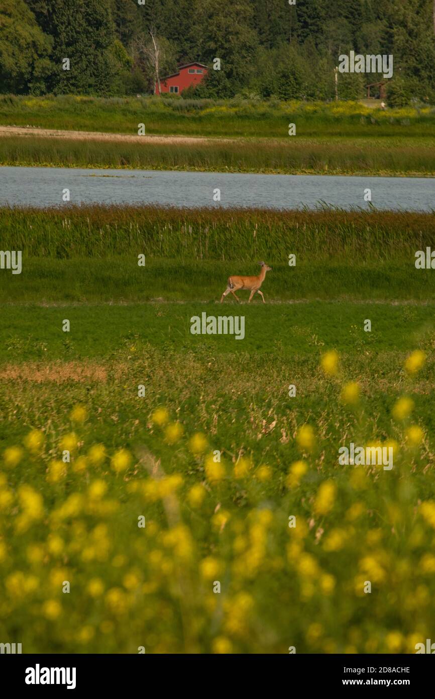 Wild natural deer running through field of yellow flowers in Kalispell, Montana USA Stock Photo
