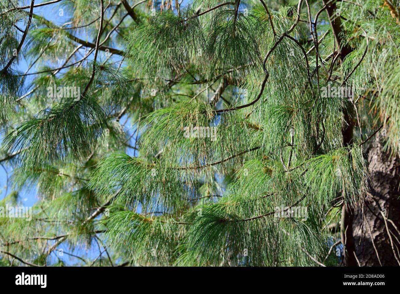 Bhutan pine, blue pine, Himalayan pine, Himalayan white pine, TränenKiefer, WallichKiefer