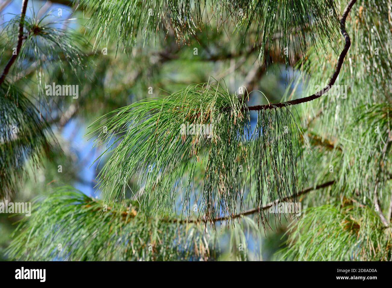 Bhutan pine, blue pine, Himalayan pine, Himalayan white pine, TränenKiefer, WallichKiefer
