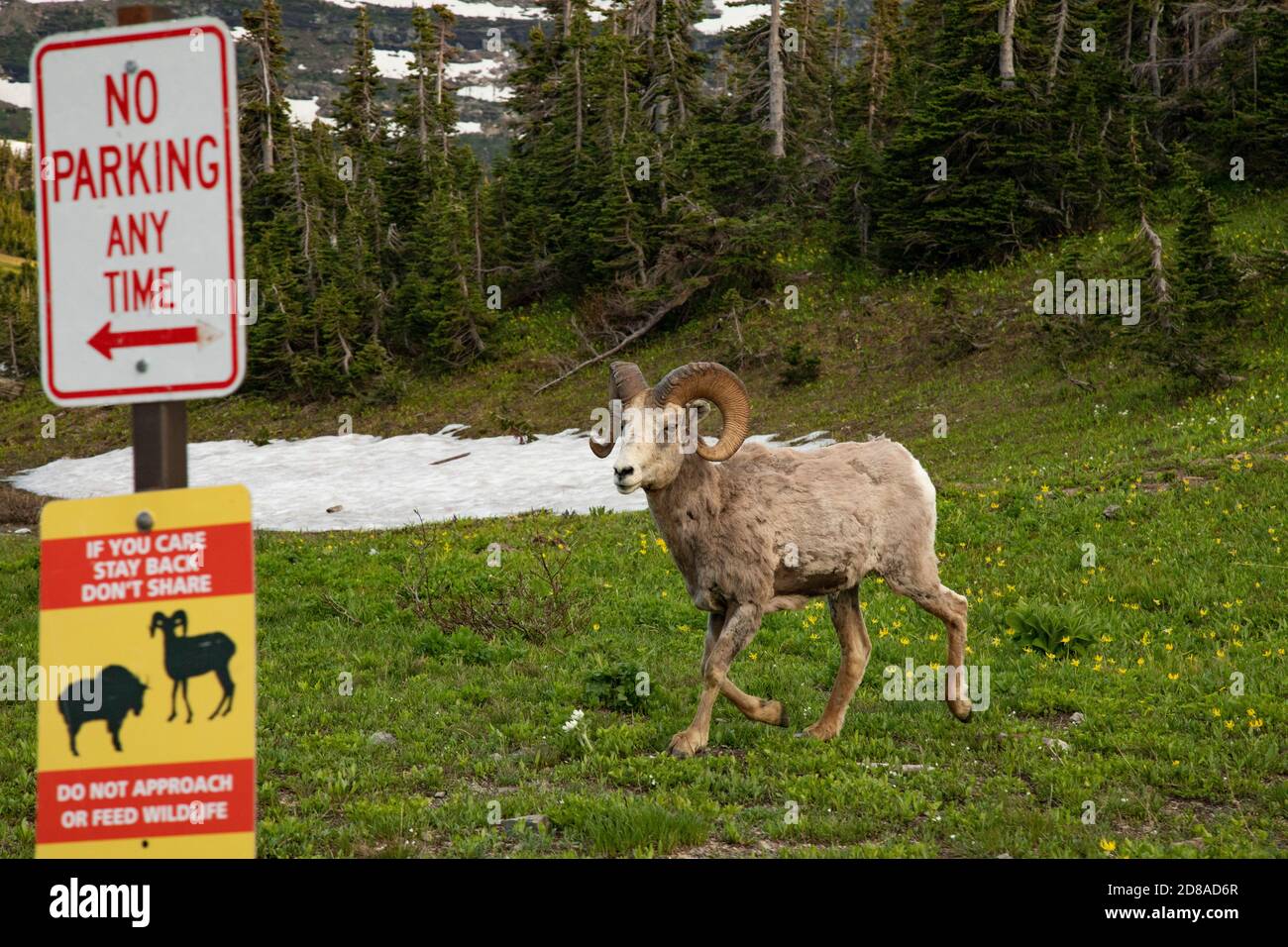 Warning sign for Big Horned Sheep, Glacier National Park, Kalispell