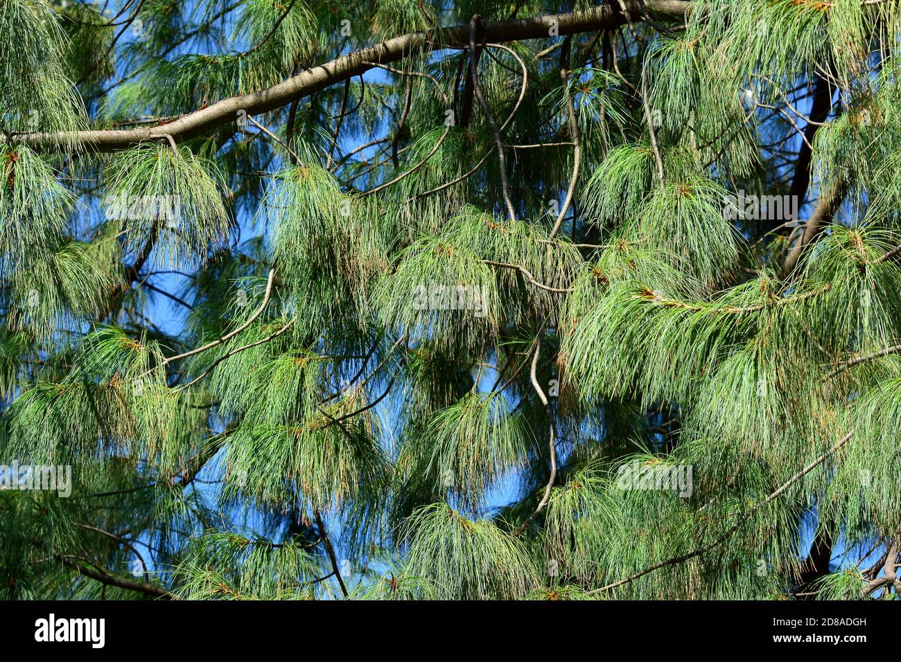 Bhutan pine, blue pine, Himalayan pine, Himalayan white pine, Tränen-Kiefer, Wallich-Kiefer, Himalaja-Kiefer, Pinus wallichiana, himalájai selyemfenyő Stock Photo