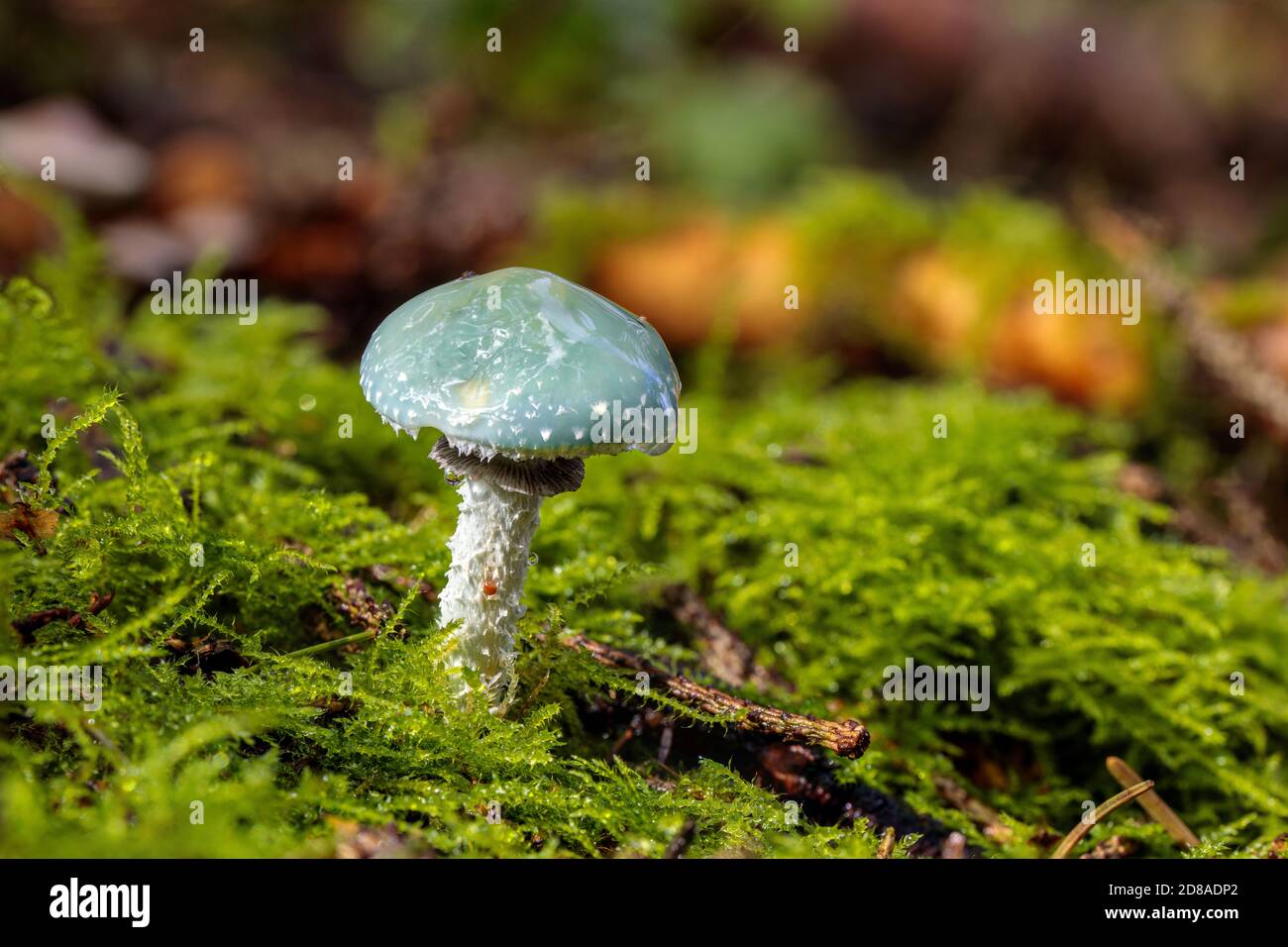 Stropharia aeruginosa, commonly known as the verdigris agaric, is a medium-sized green, slimy woodland mushroom, found on lawns, mulch and woodland fr Stock Photo