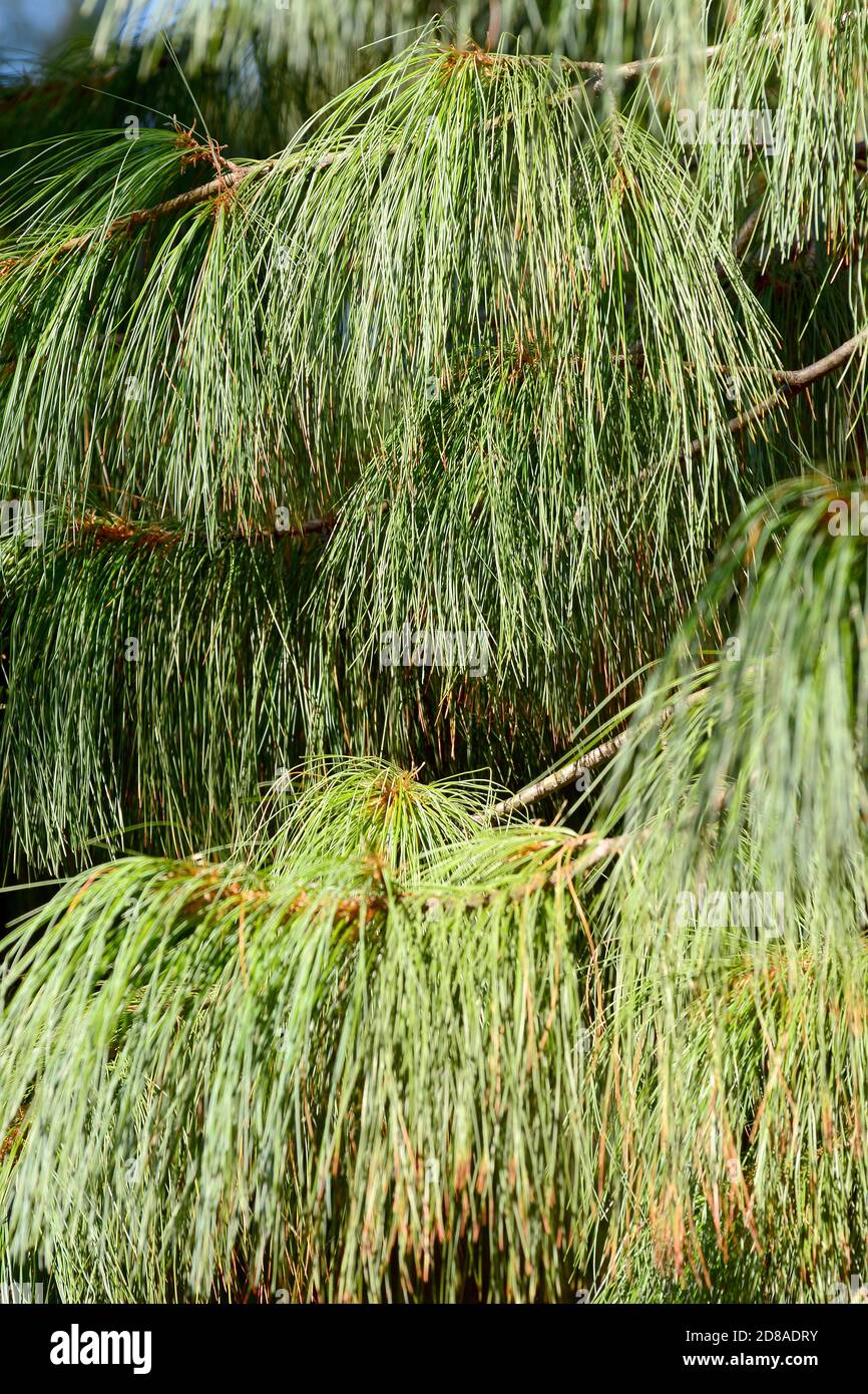 Bhutan pine, blue pine, Himalayan pine, Himalayan white pine, Tränen-Kiefer, Wallich-Kiefer, Himalaja-Kiefer, Pinus wallichiana, himalájai selyemfenyő Stock Photo