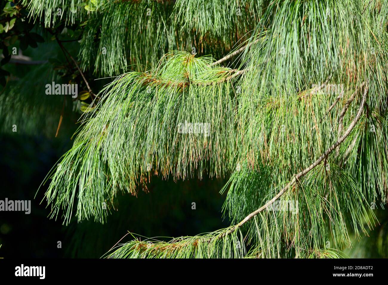 Bhutan pine, blue pine, Himalayan pine, Himalayan white pine, TränenKiefer, WallichKiefer