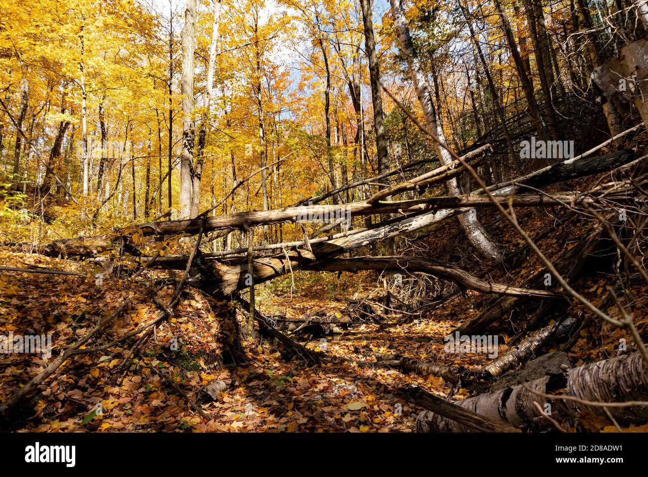 Wild forest, untouched nature with fallen trees and streams with fallen leaves in them Stock Photo
