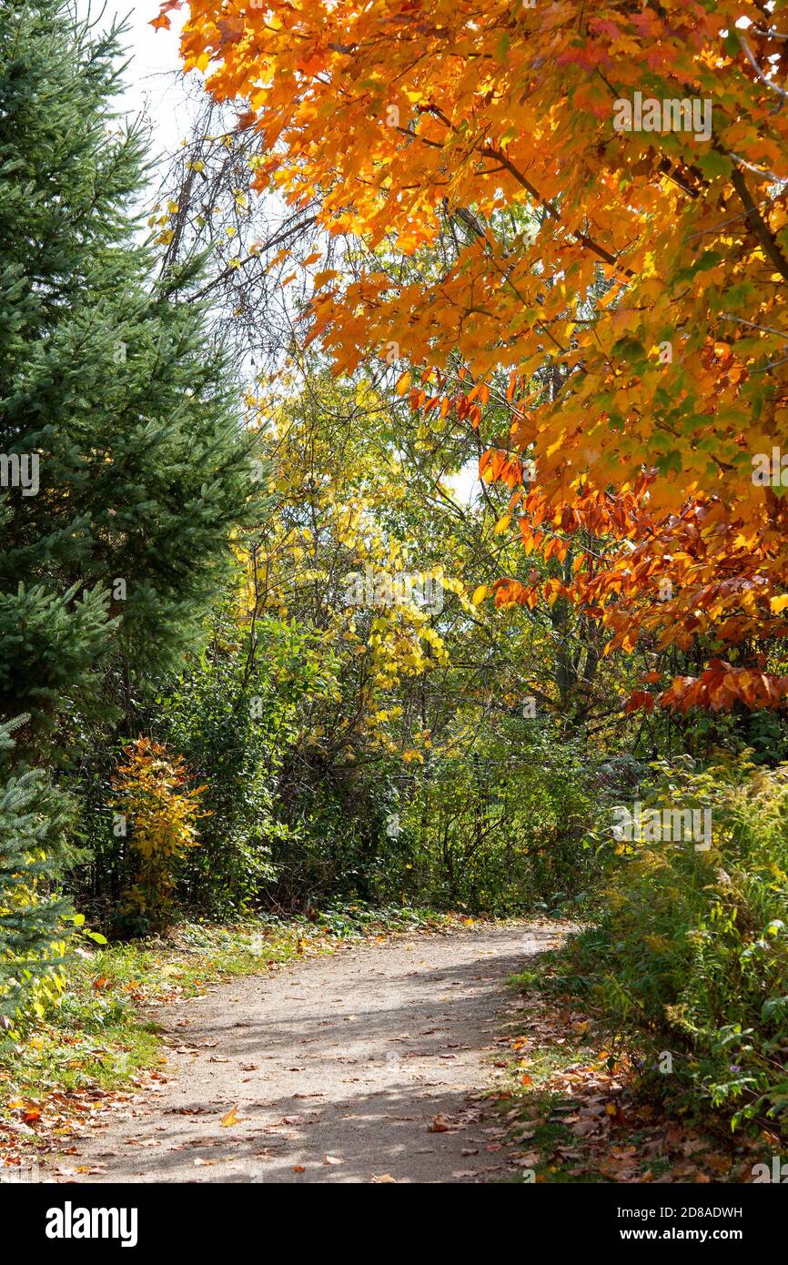 Beautiful foliage of green, yellow and red color along the forest road contrasts of the autumn forest Stock Photo