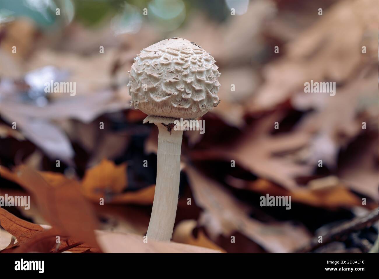 Cream white young mushroom before 
