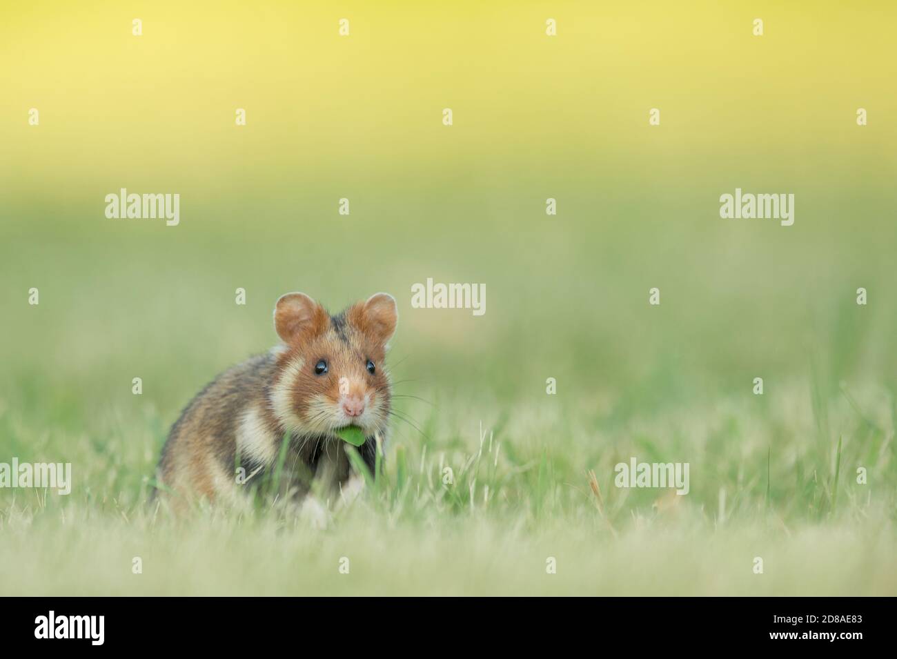 Feldhamster und Brombeeren Luftakrobat Ansichtskarte common hamster