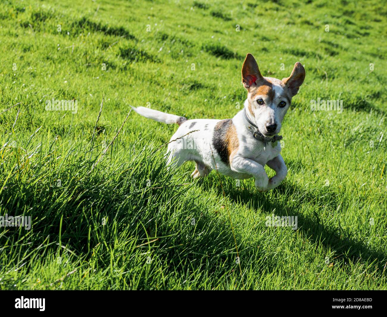 Jack Russell running in a field, UK Stock Photo Alamy