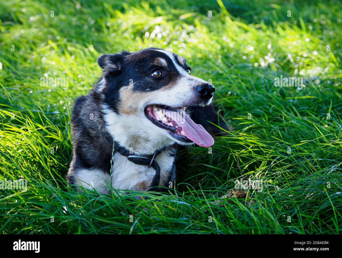 Smooth Collie laying in the grass, UK Stock Photo