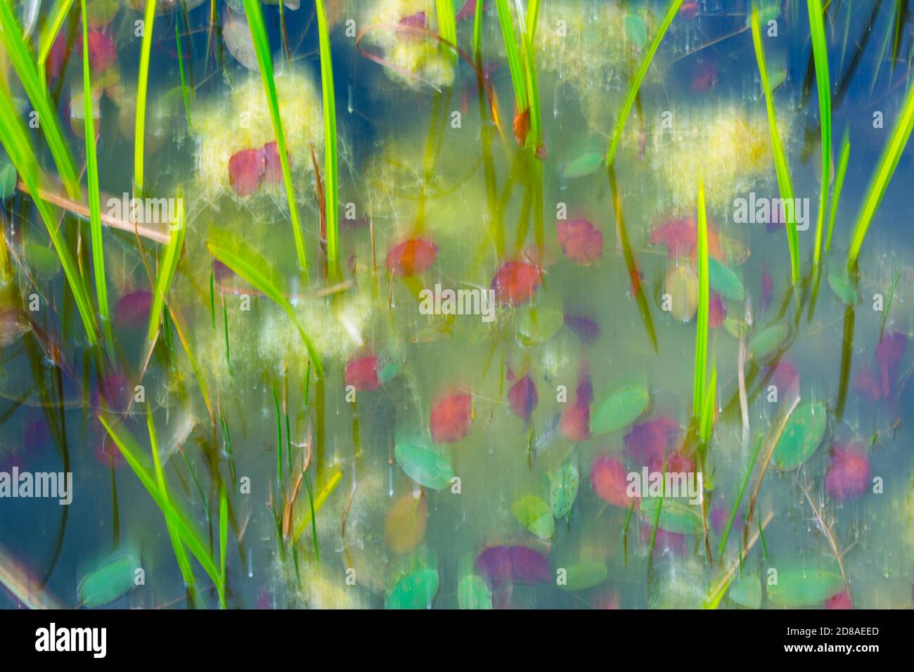 Aquatic plants and park color hi-res stock photography and images - Alamy