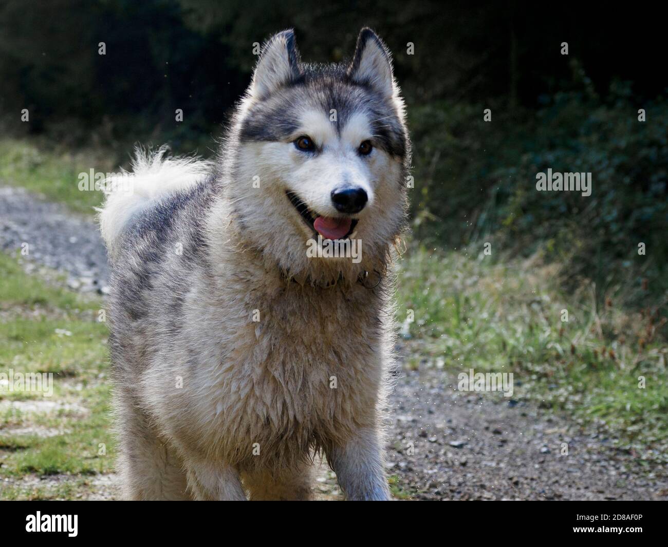 Female malamute sales