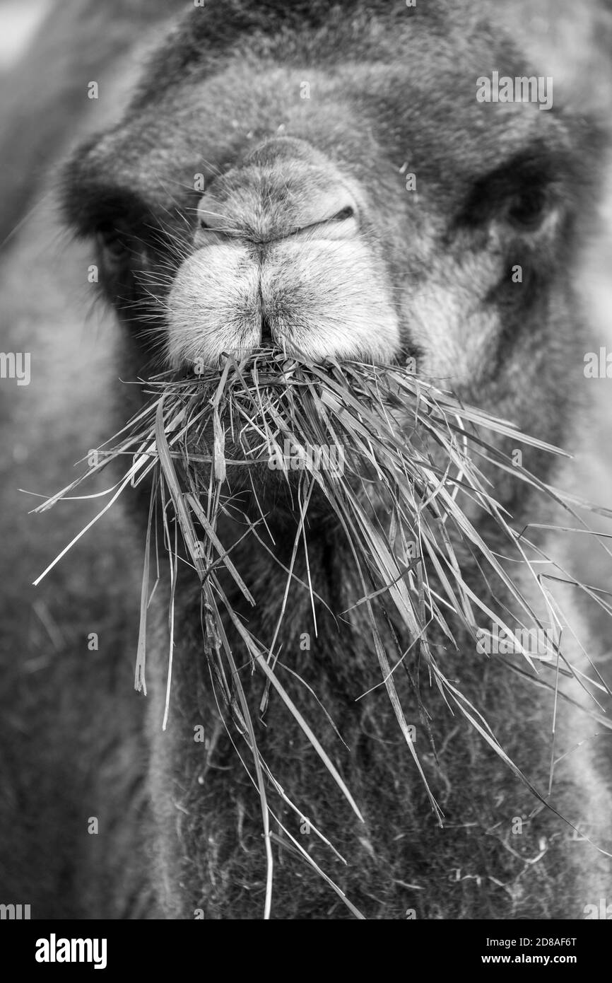 Bactrian Camel Camelus Bactrianus Portrait Black And White Stock Photos Bactrian Camel Camelus Bactrianus Portrait Black And White Stock Photos