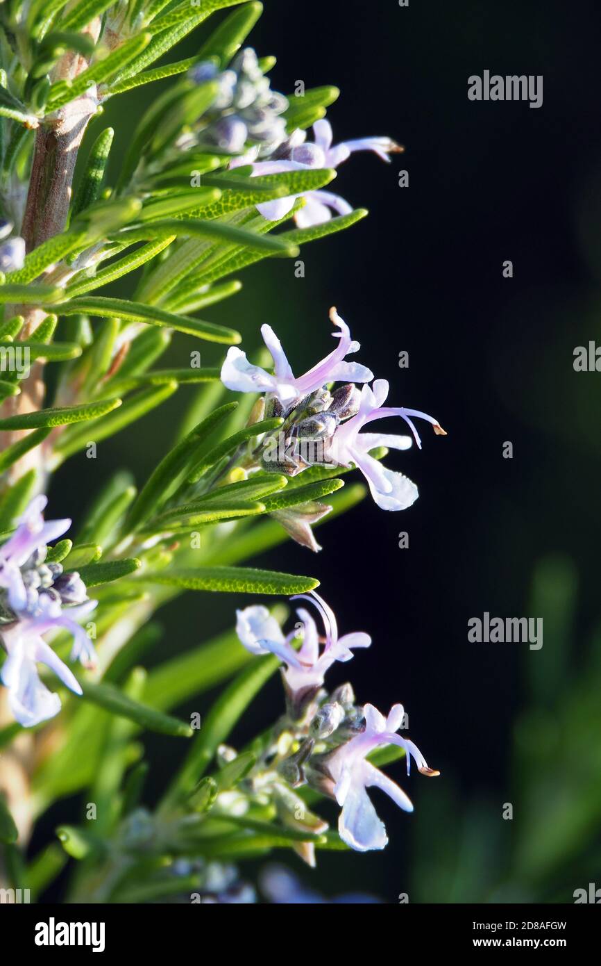 Rosemary, Rosmarin, Salvia rosmarinus, rozmaring Stock Photo