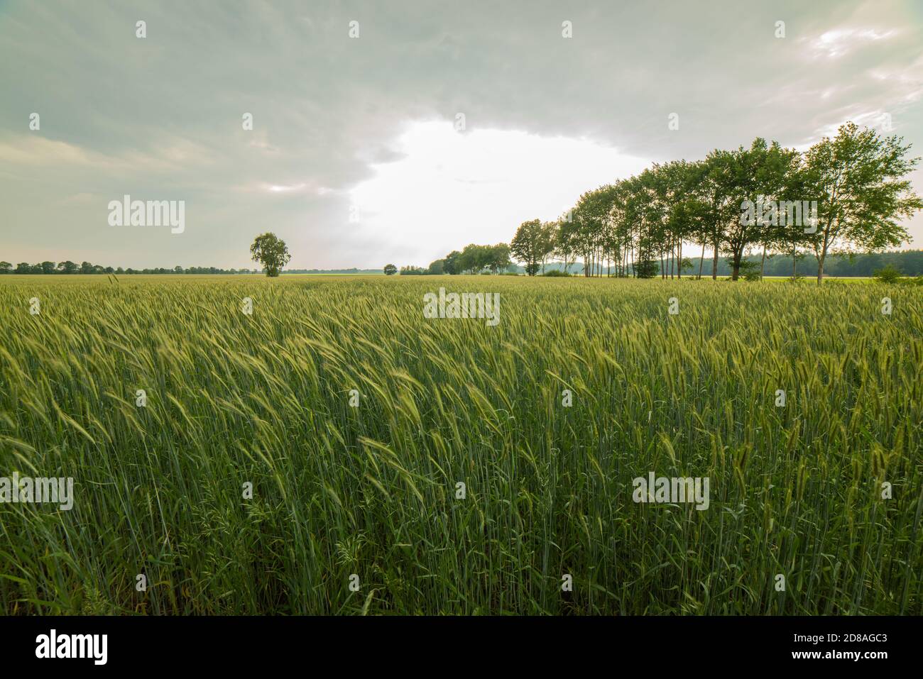 Rye field in may. A light breeze weighs the grain. The grain field is framed by trees. The rye is still green. Cloudy sky during sunset. Stock Photo