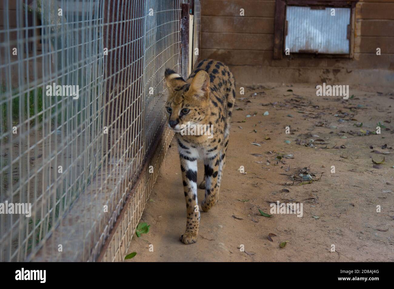 Serval, or shrubby cat, is a carnivorous feline mammal. Stock Photo