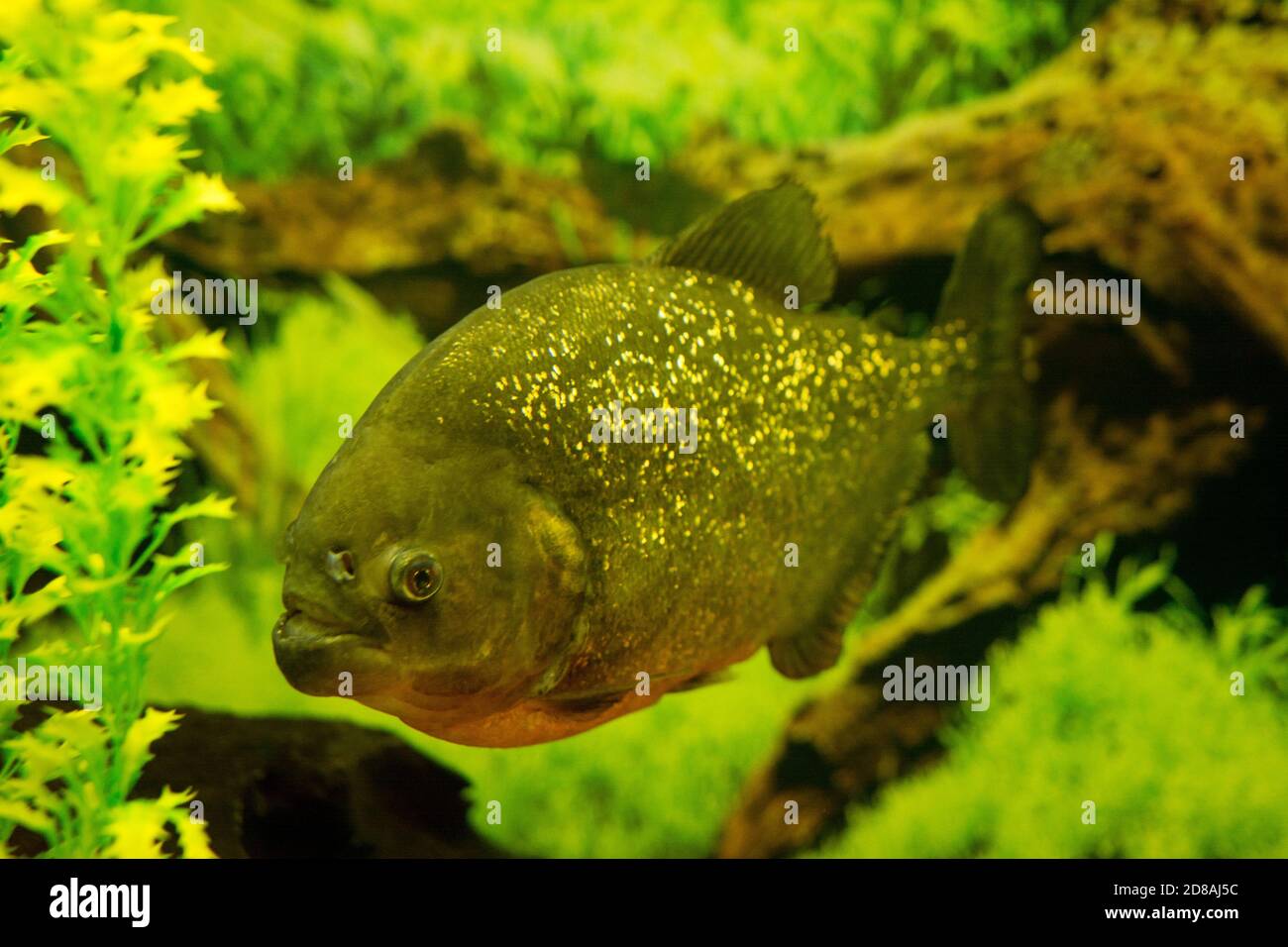 Piranha in an aquarium on a background of green plants. Stock Photo