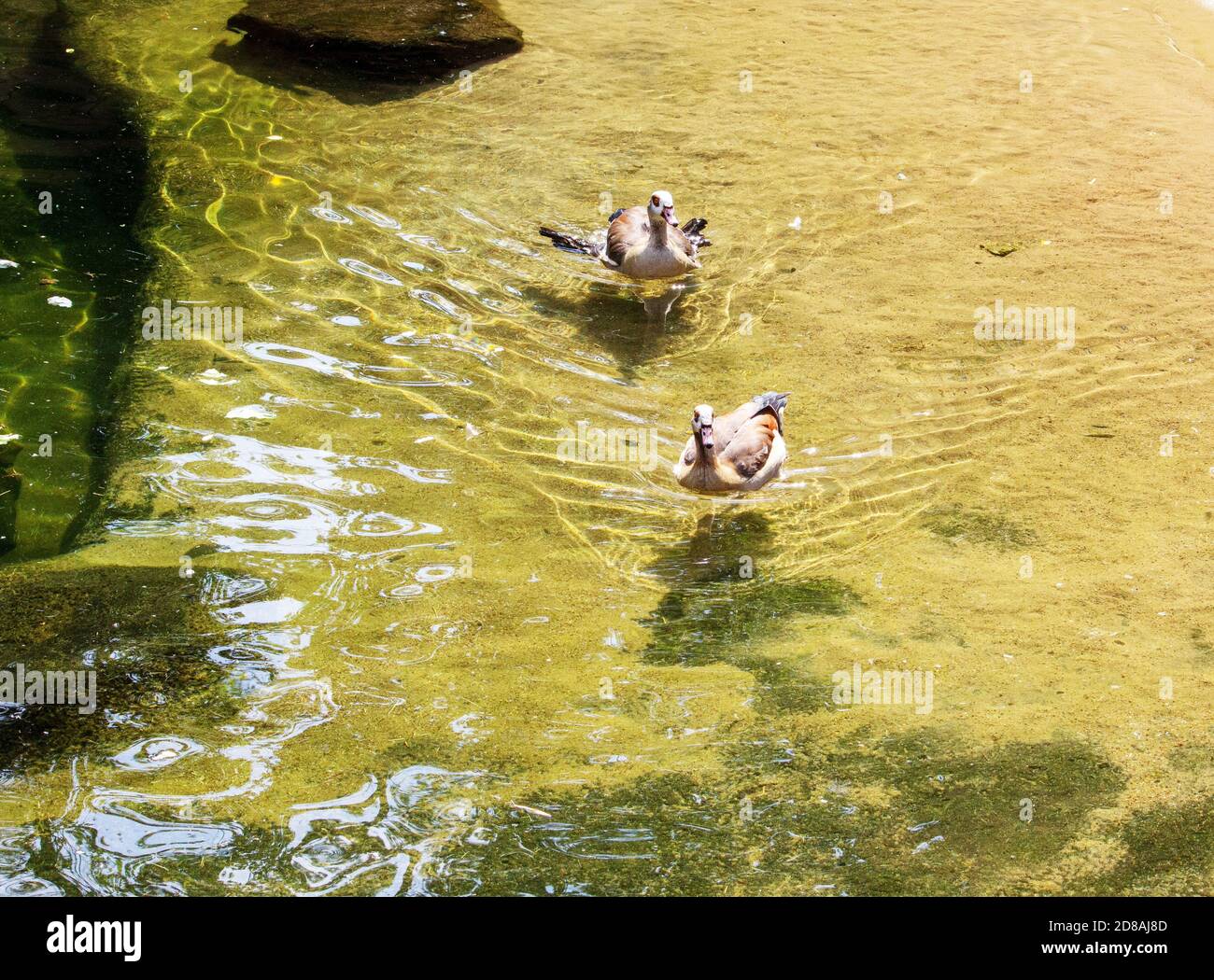 Picture of two ruddy shelduck floating in the pond, latin Tadorna ferruginea Stock Photo